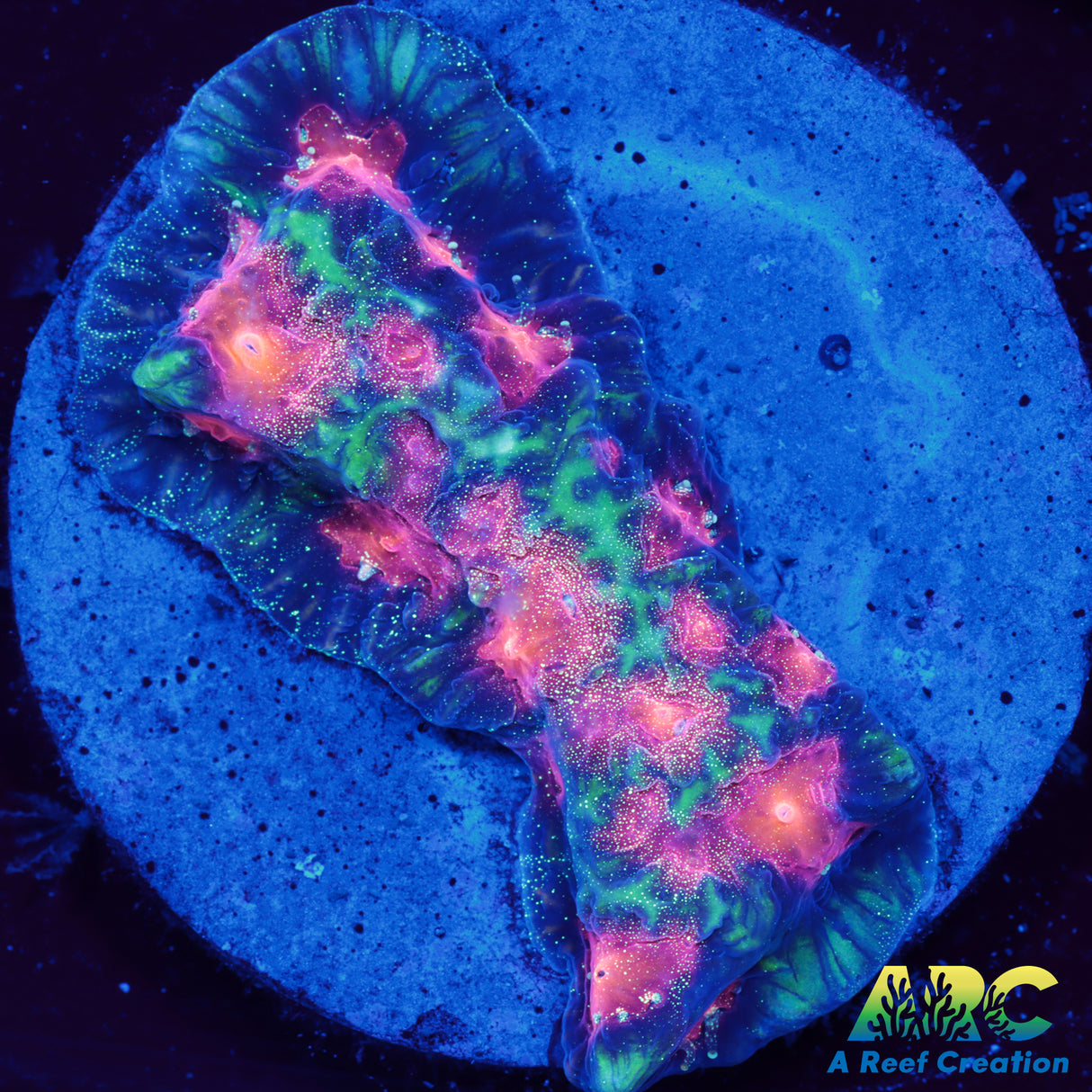 CC Space Cakes Favia