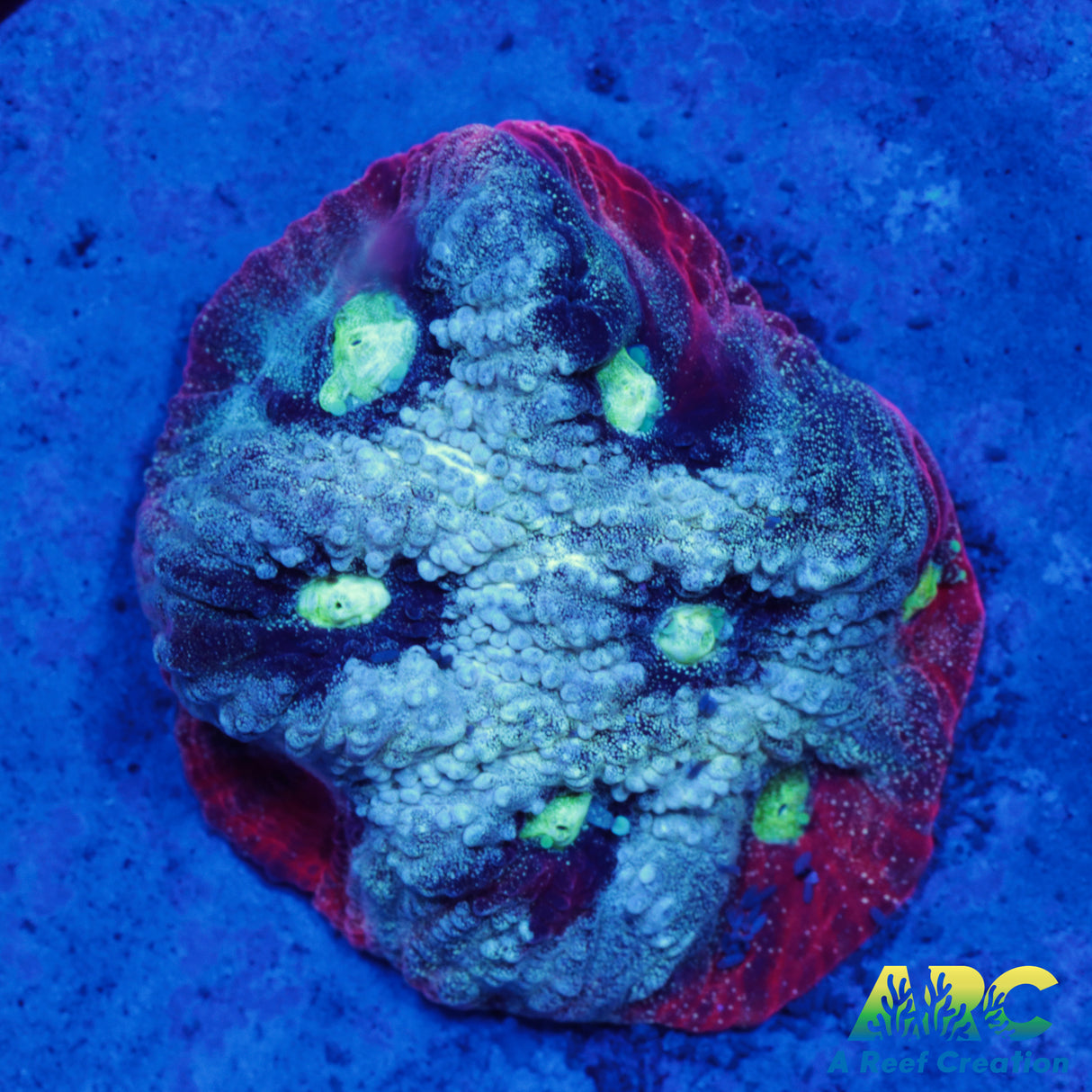 ARC Pastel War Coral