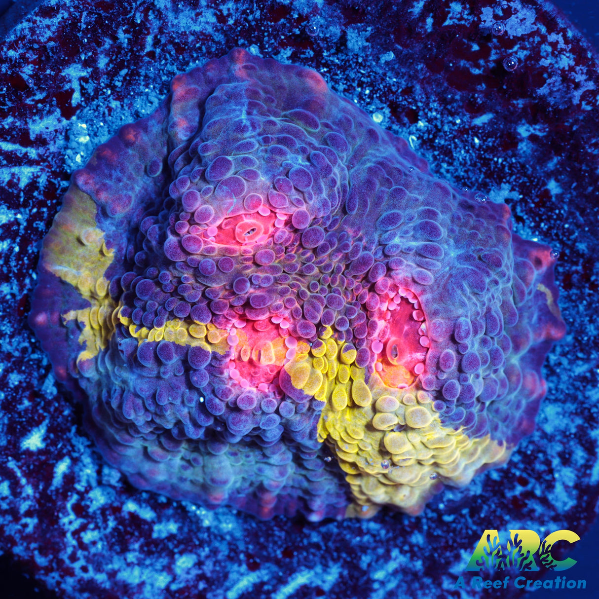 CCA Crayola Meltdown Chalice