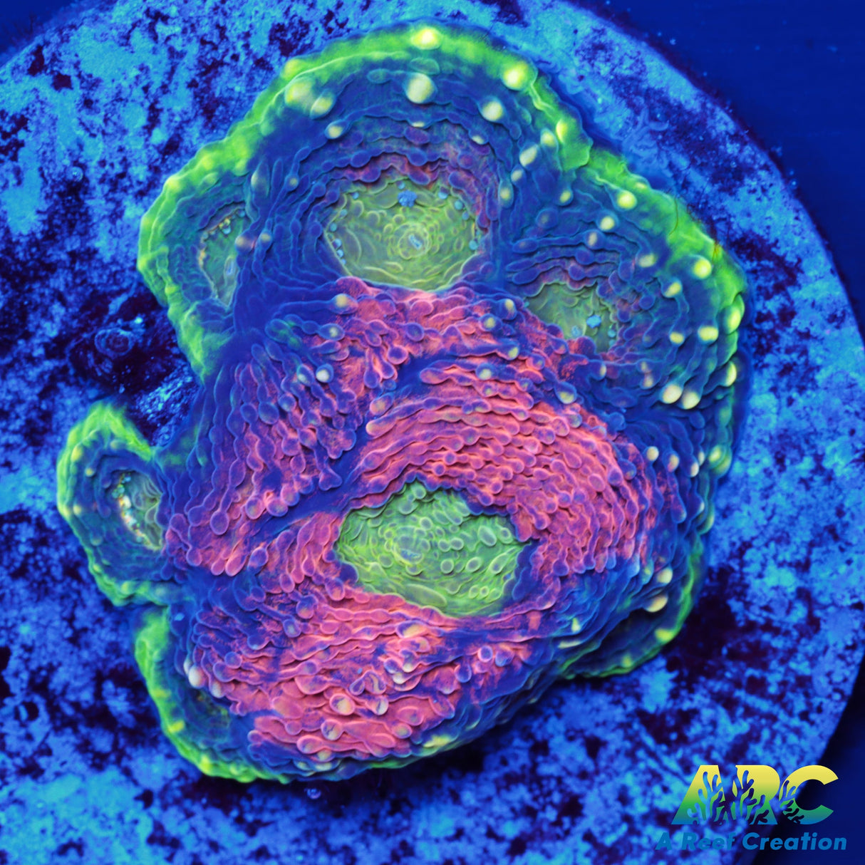 Orange Crush Echinata