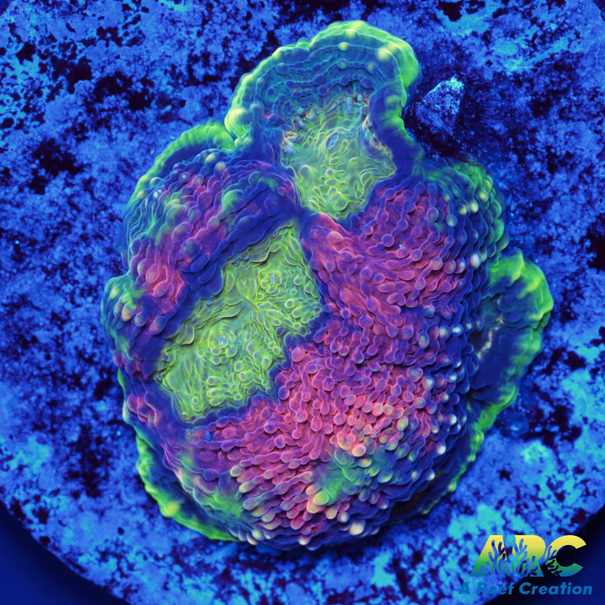 Orange Crush Echinata