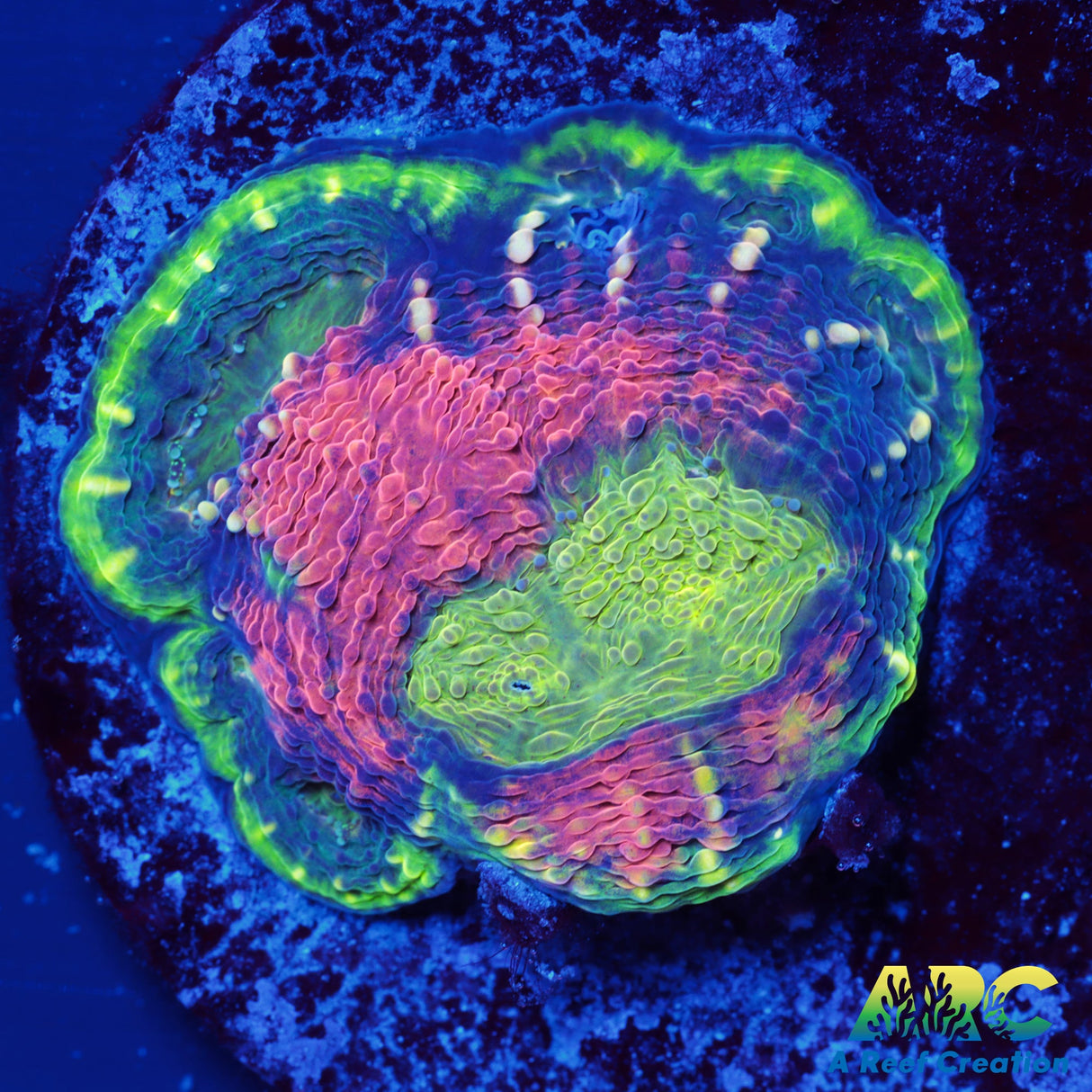 Orange Crush Echinata