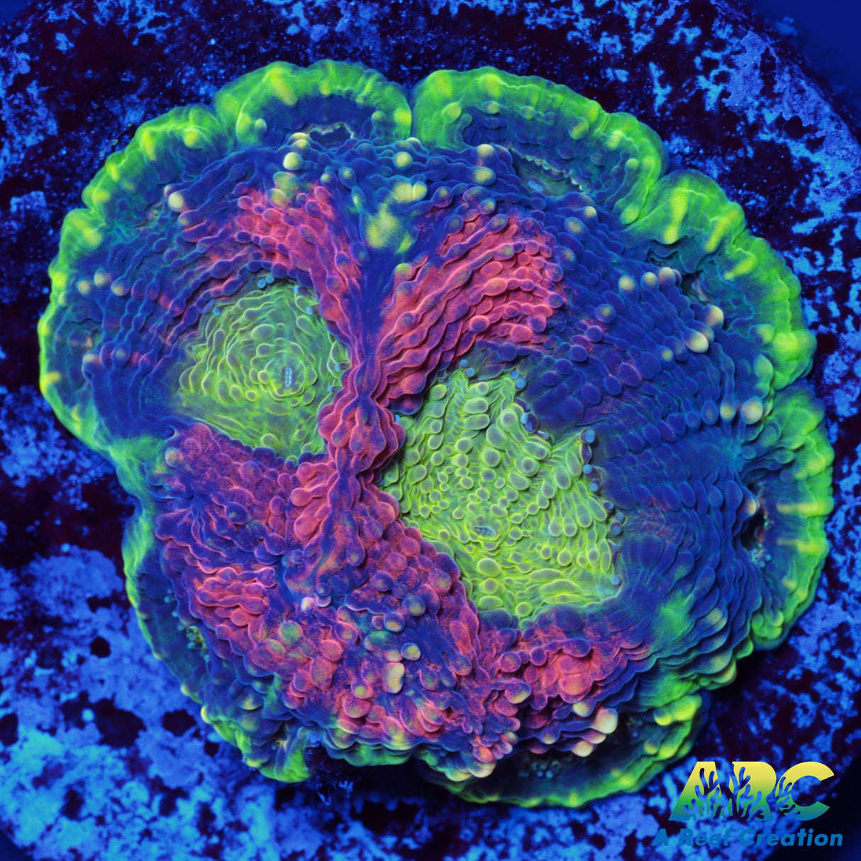 Orange Crush Echinata