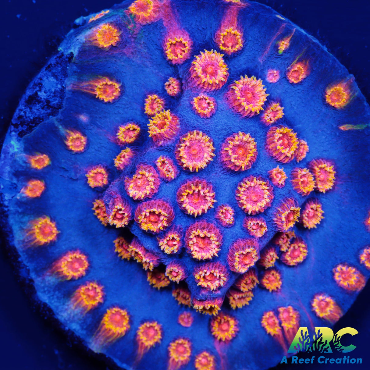 WWC Bizarro Cyphastrea