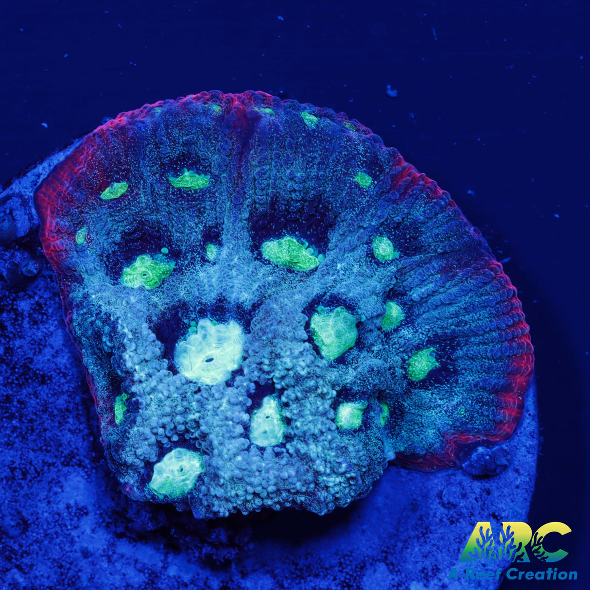 ARC Pastel War Coral