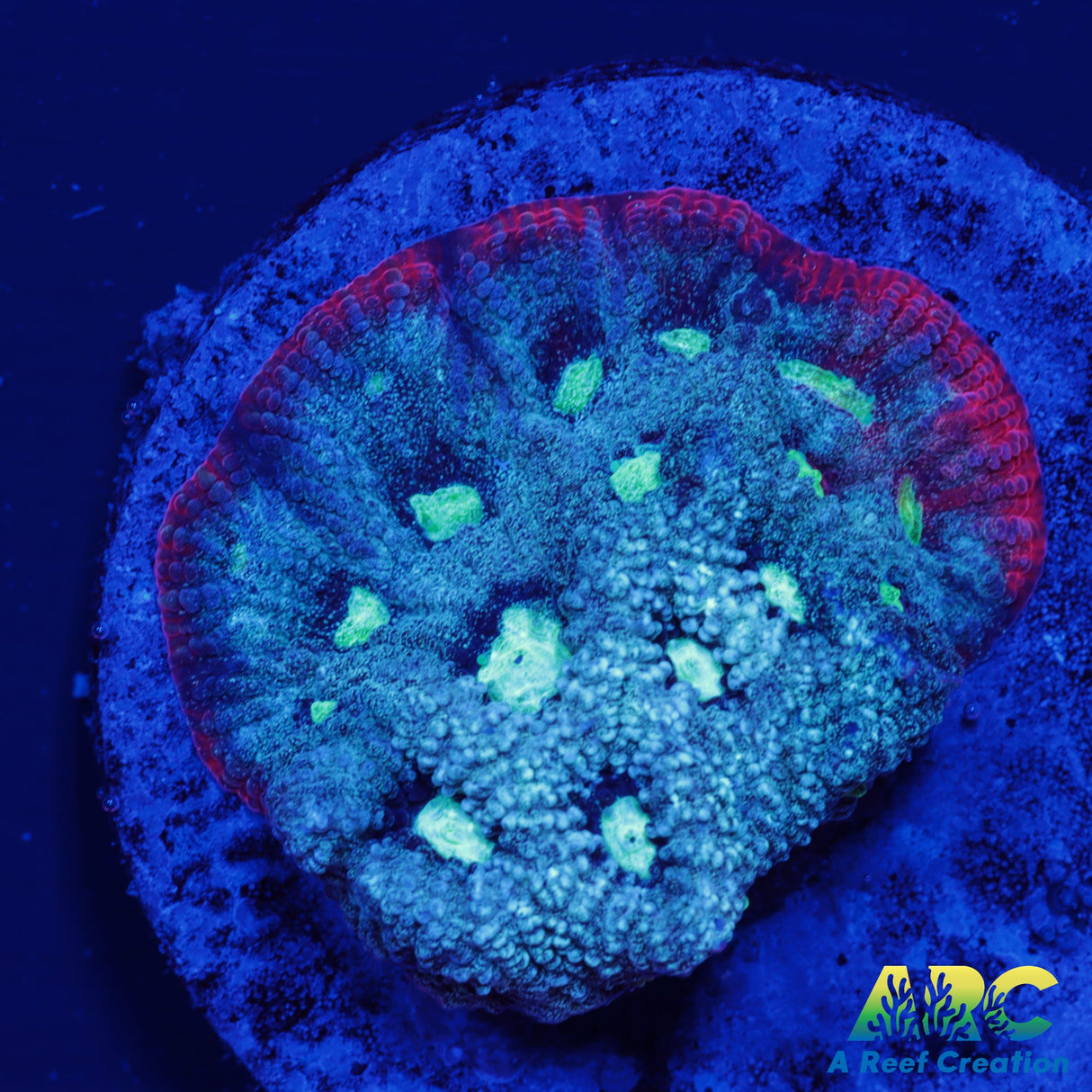 ARC Pastel War Coral