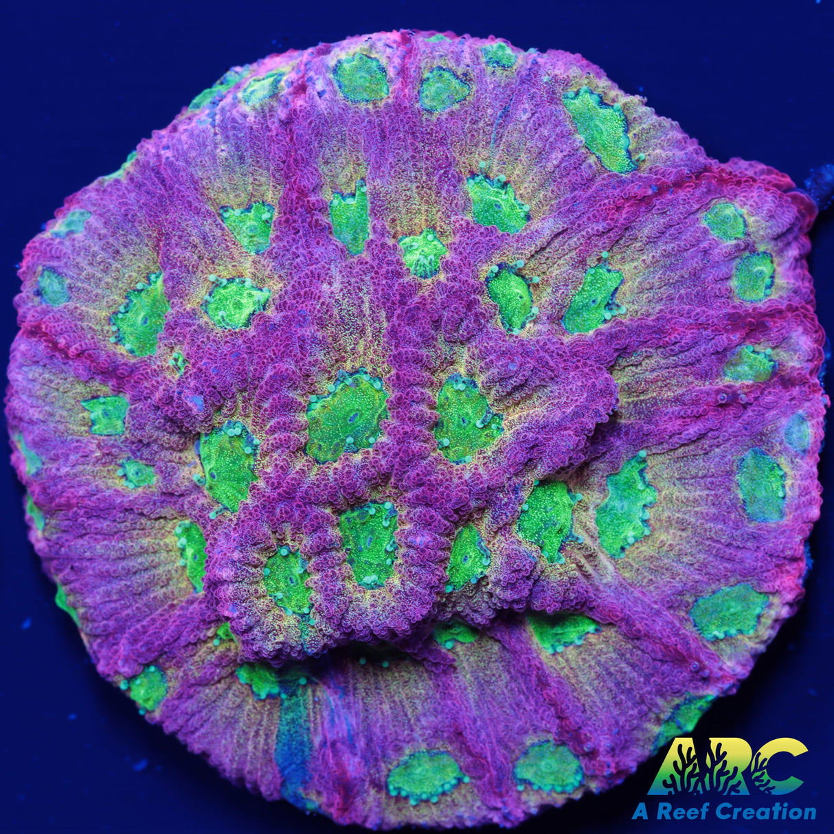 JF Dayglo Favia