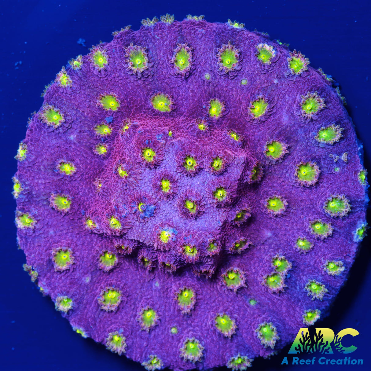 Bling Bling Cyphastrea