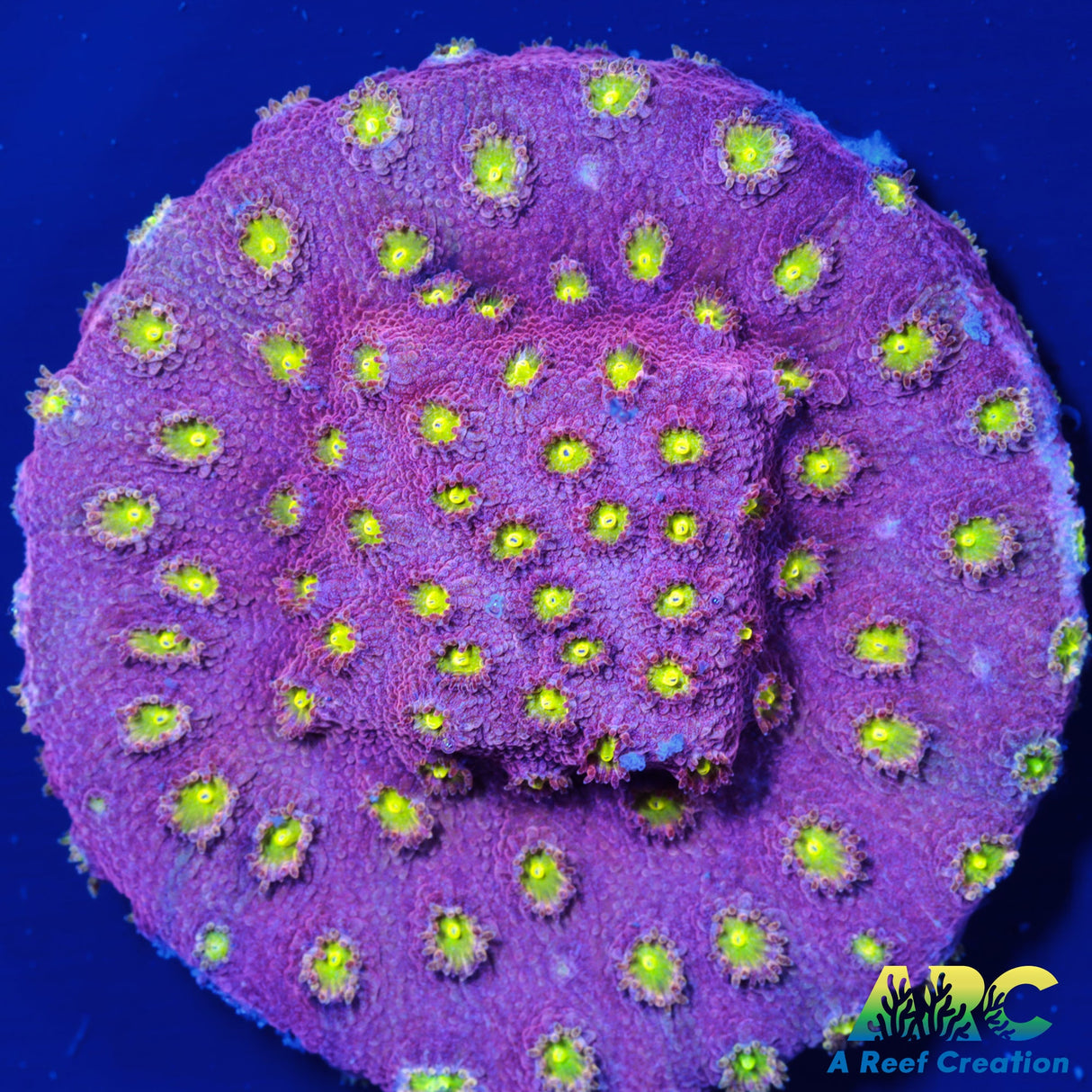 Bling Bling Cyphastrea