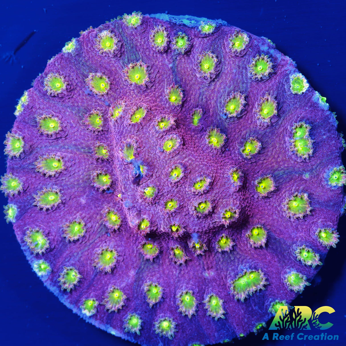 Bling Bling Cyphastrea