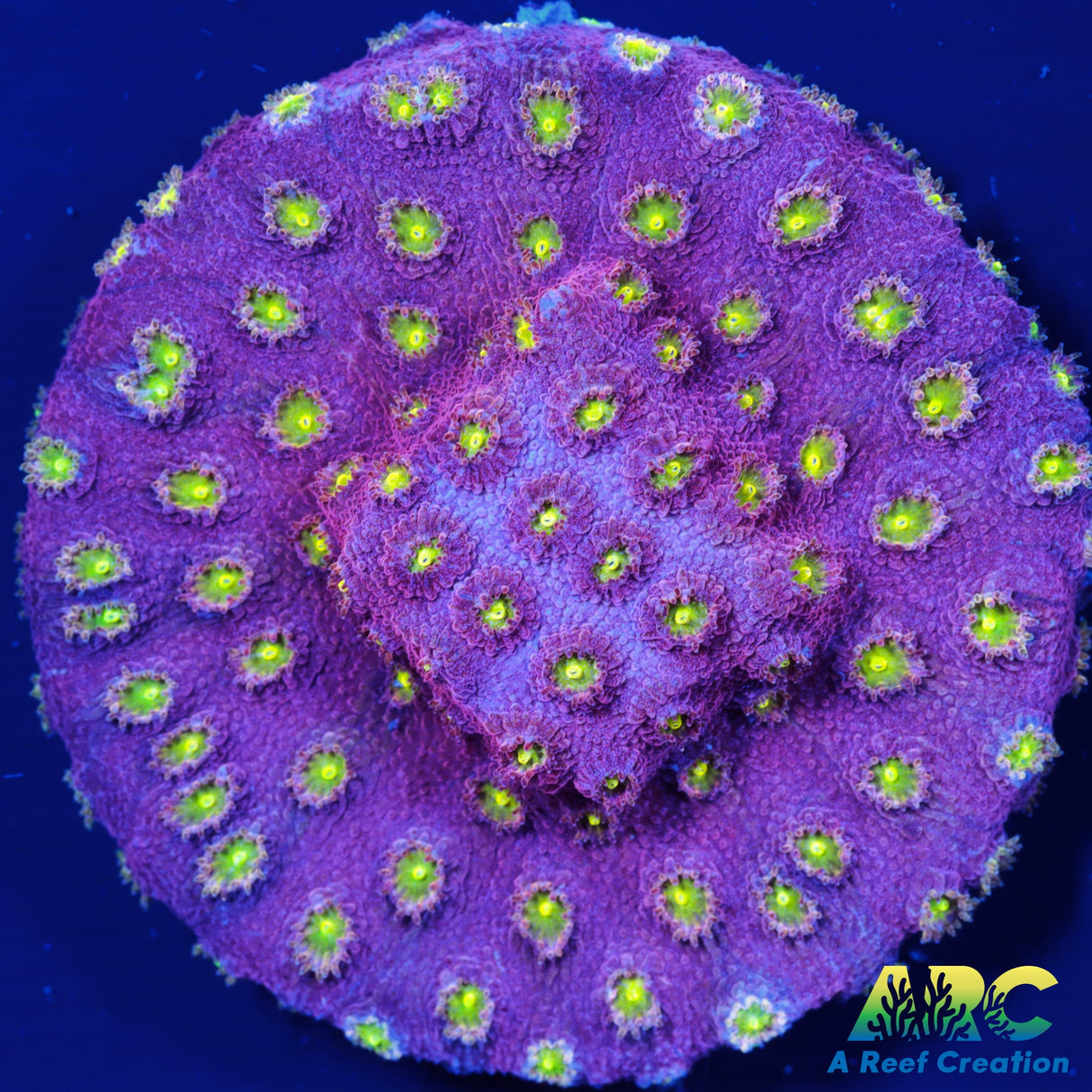 Bling Bling Cyphastrea