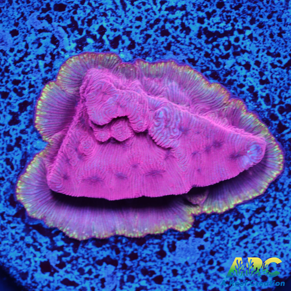WWC Pink Flamingo Lepto