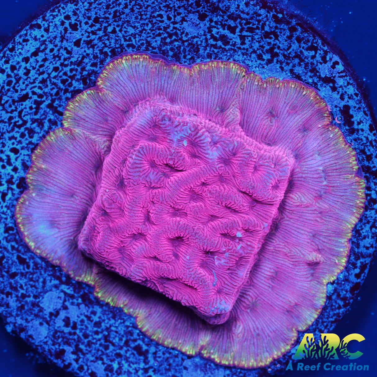 WWC Pink Flamingo Lepto
