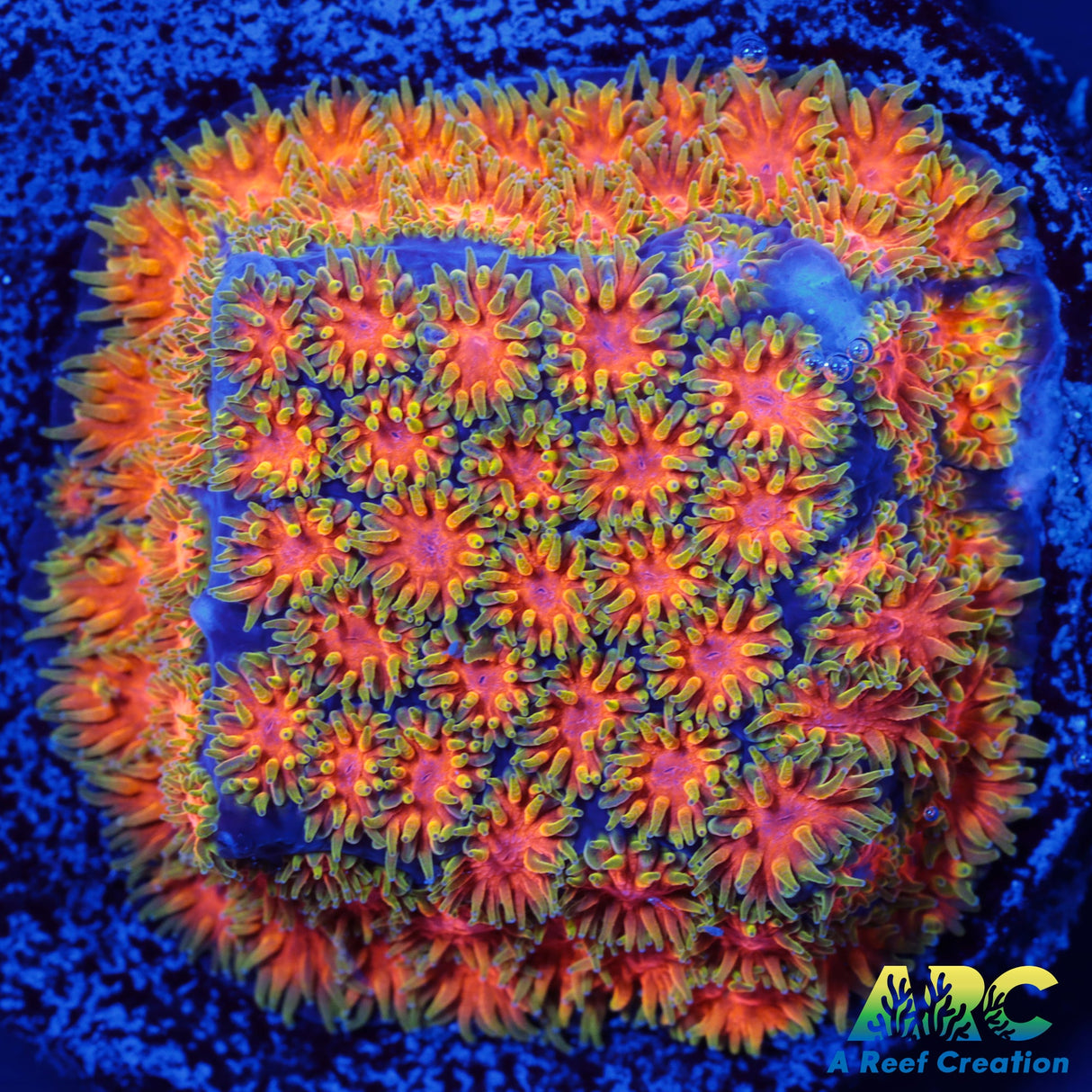 RRC Polkaroo Leptastrea