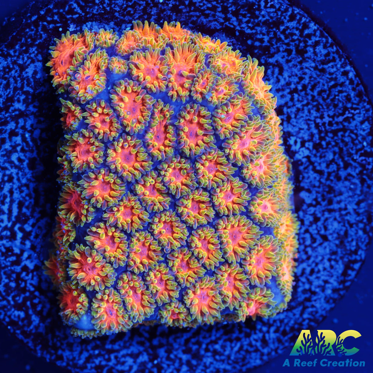 RRC Polkaroo Leptastrea