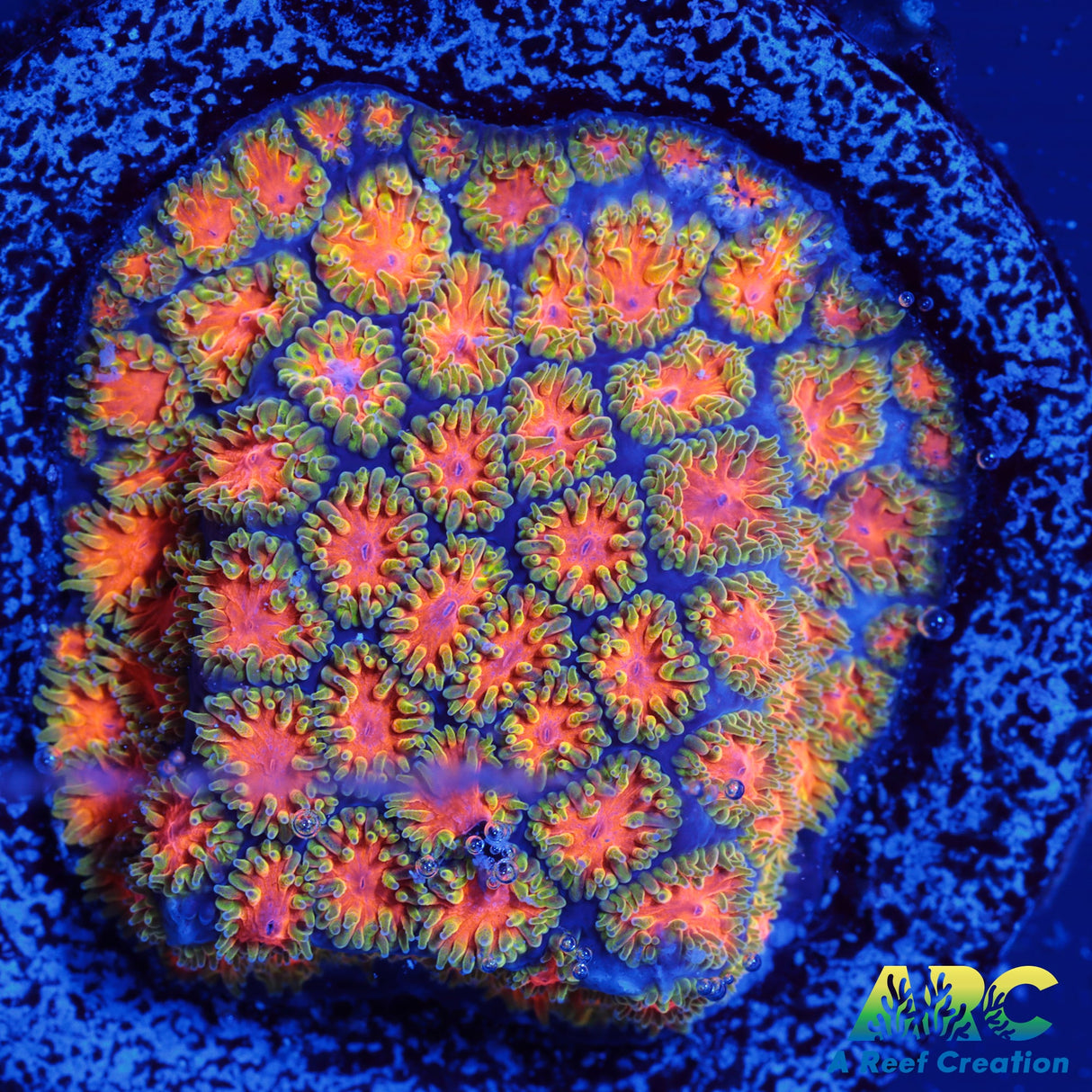 RRC Polkaroo Leptastrea