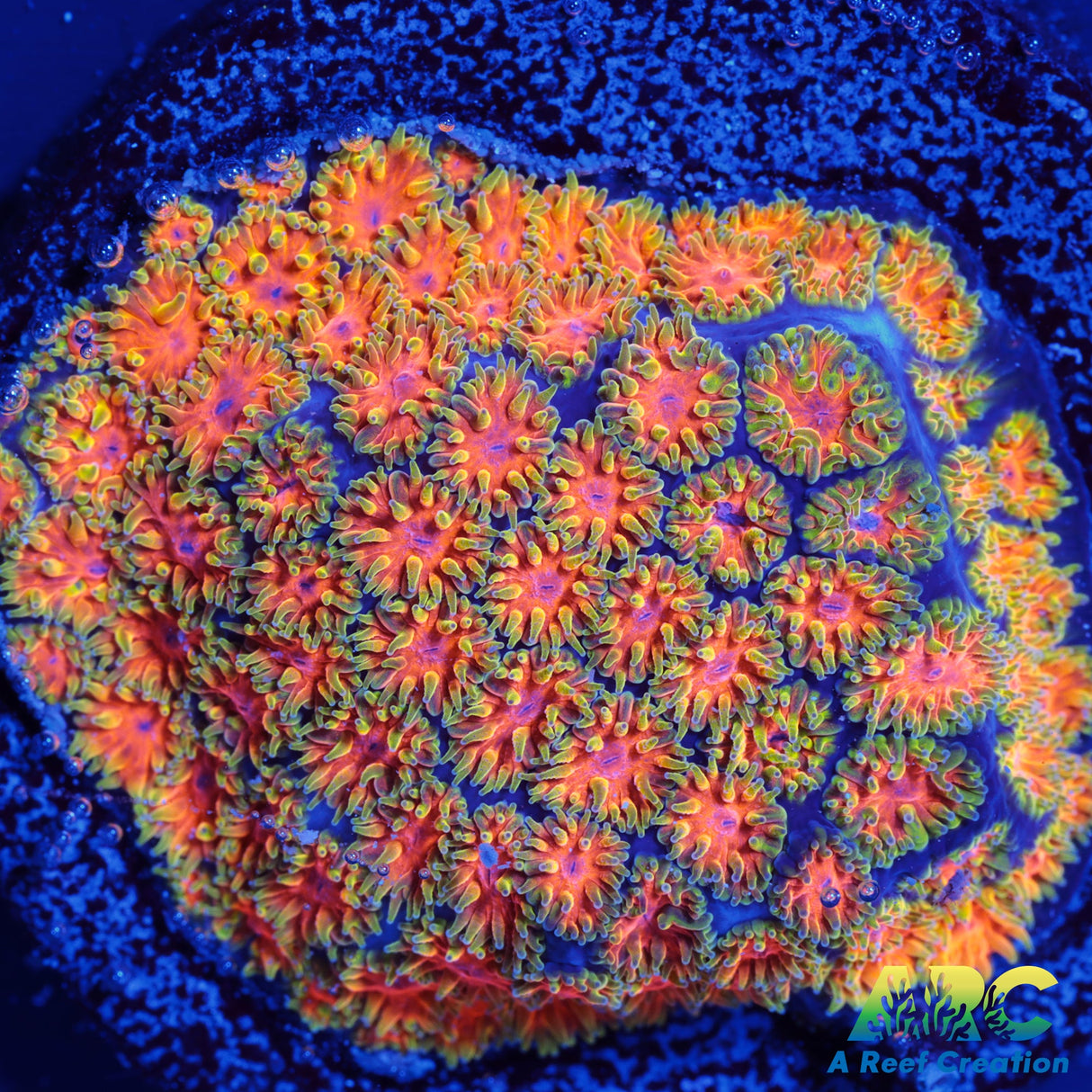 RRC Polkaroo Leptastrea