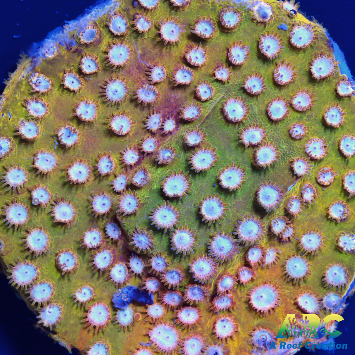 FF Yellow Cyphastrea