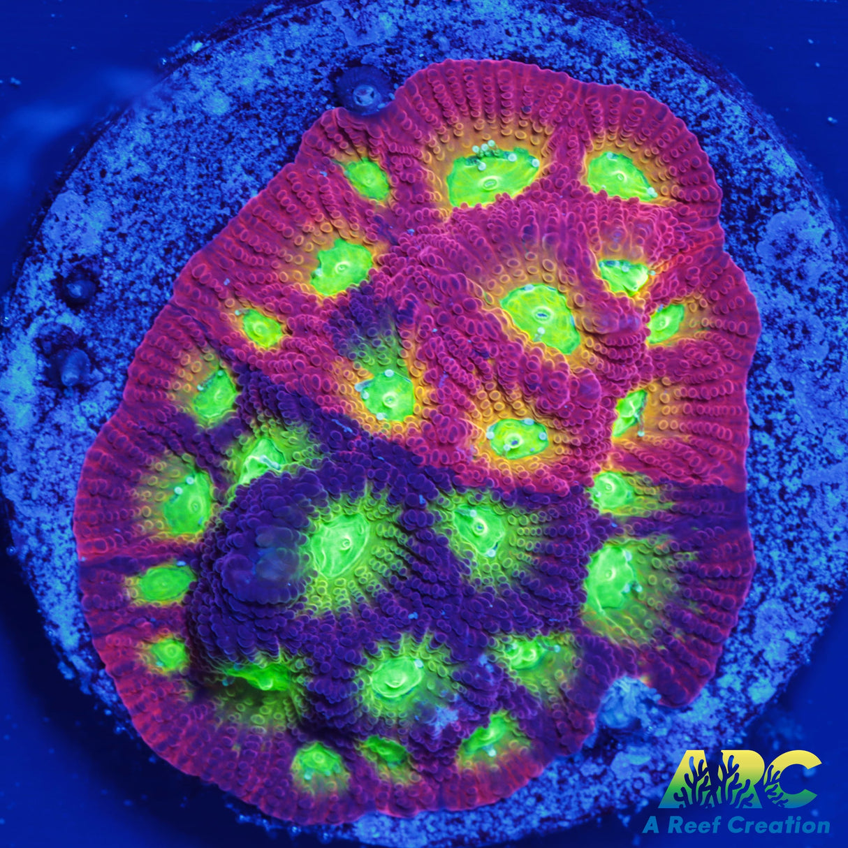 SR Mighty Max Favites