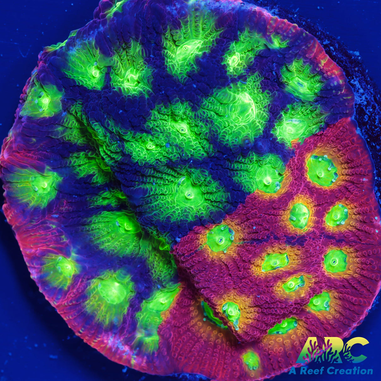 SR Mighty Max Favites