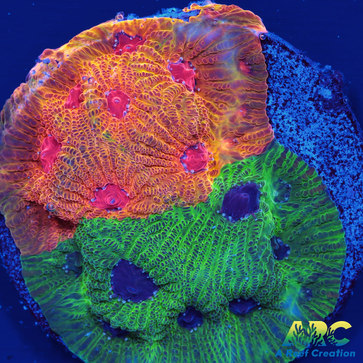 Two-Faced Fascination Favites