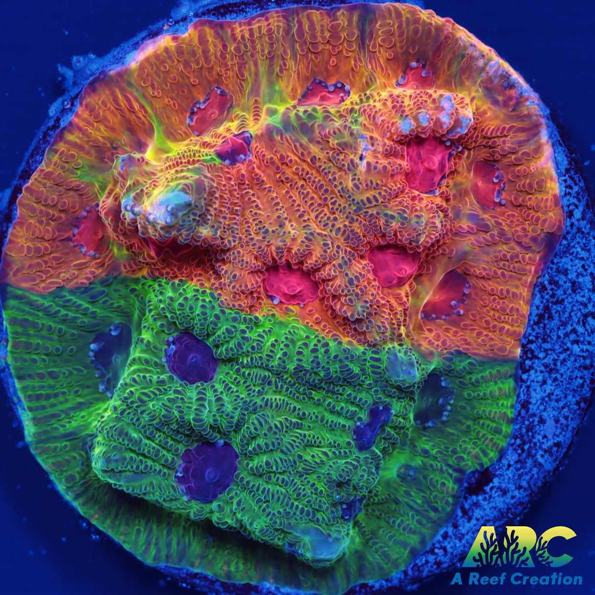 Two-Faced Fascination Favites