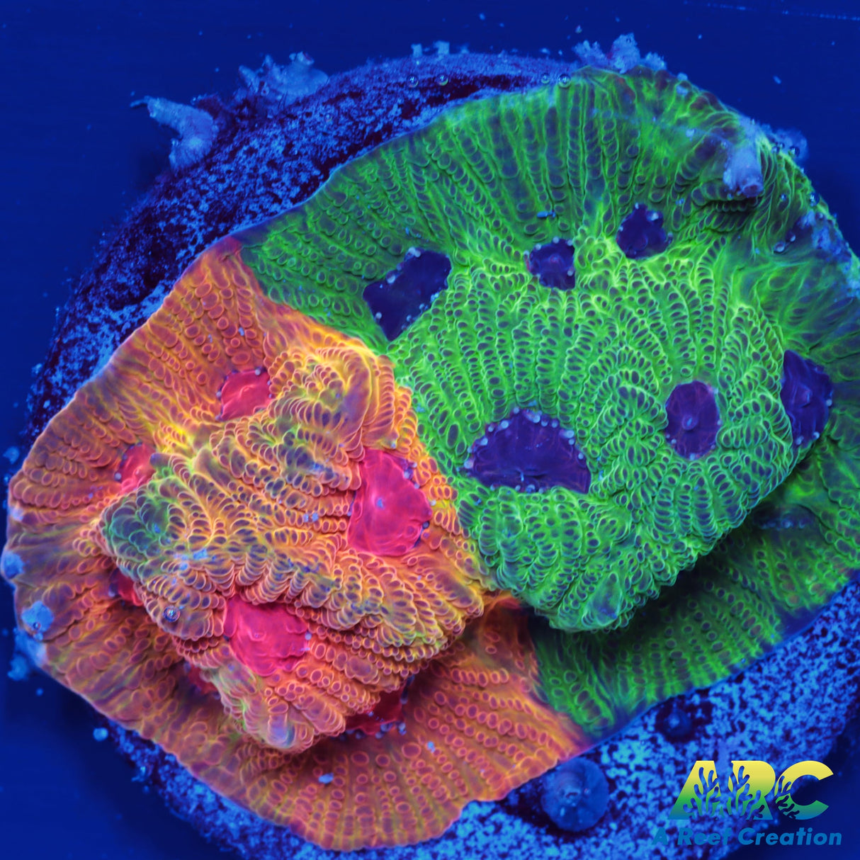 Two-Faced Fascination Favites