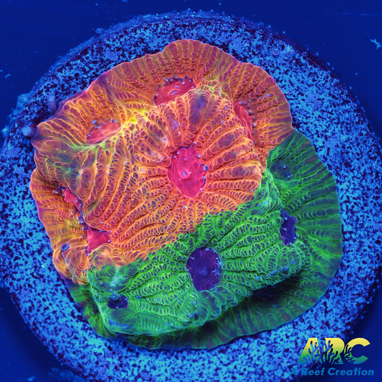 Two-Faced Fascination Favites