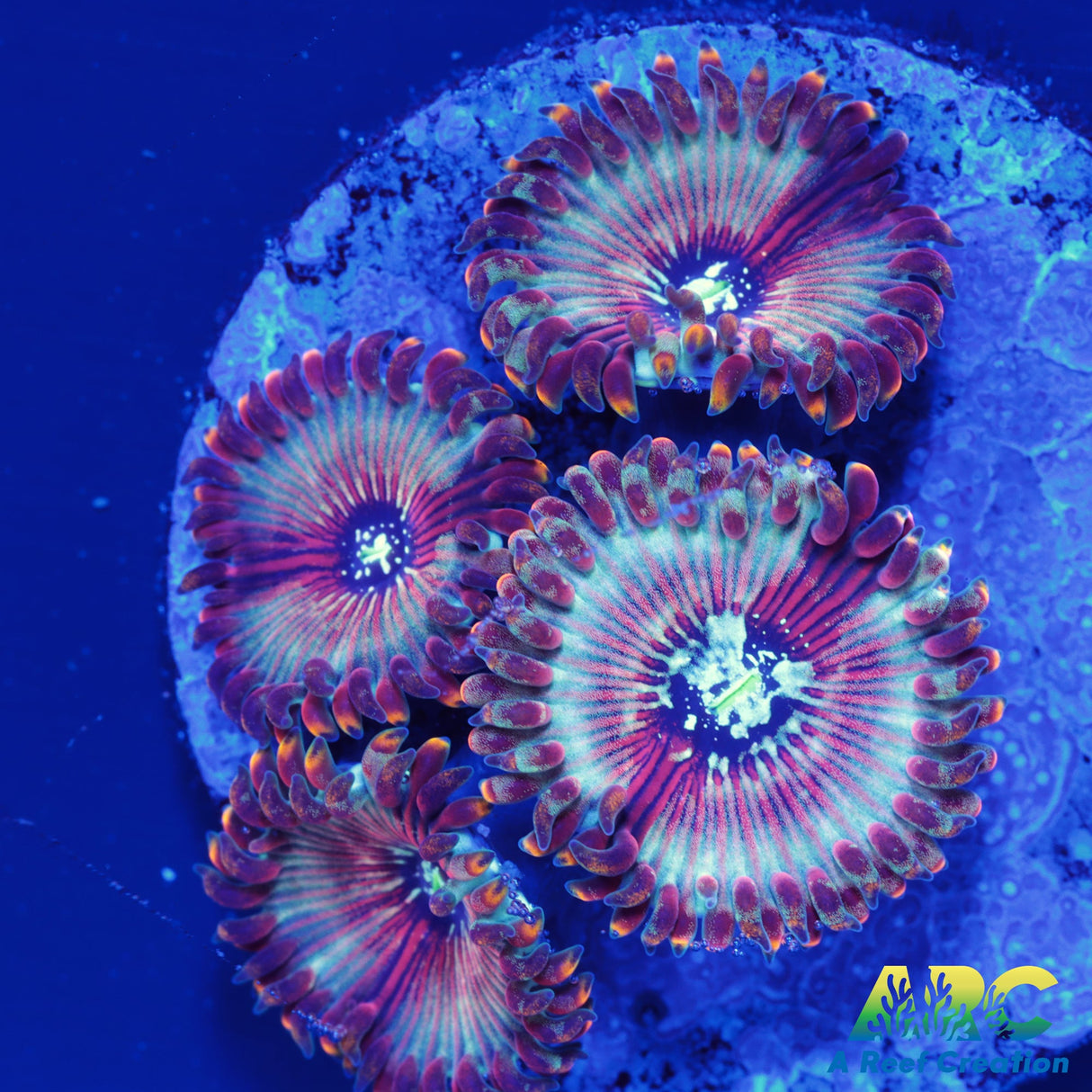 ARC Magical Magician Paly