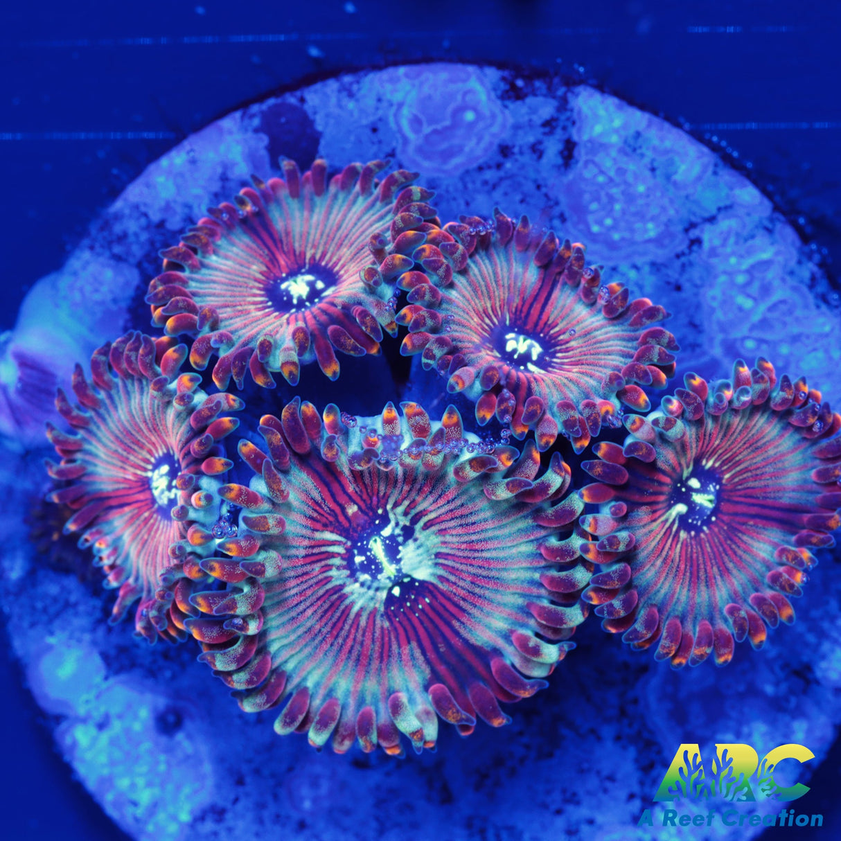 ARC Magical Magician Paly