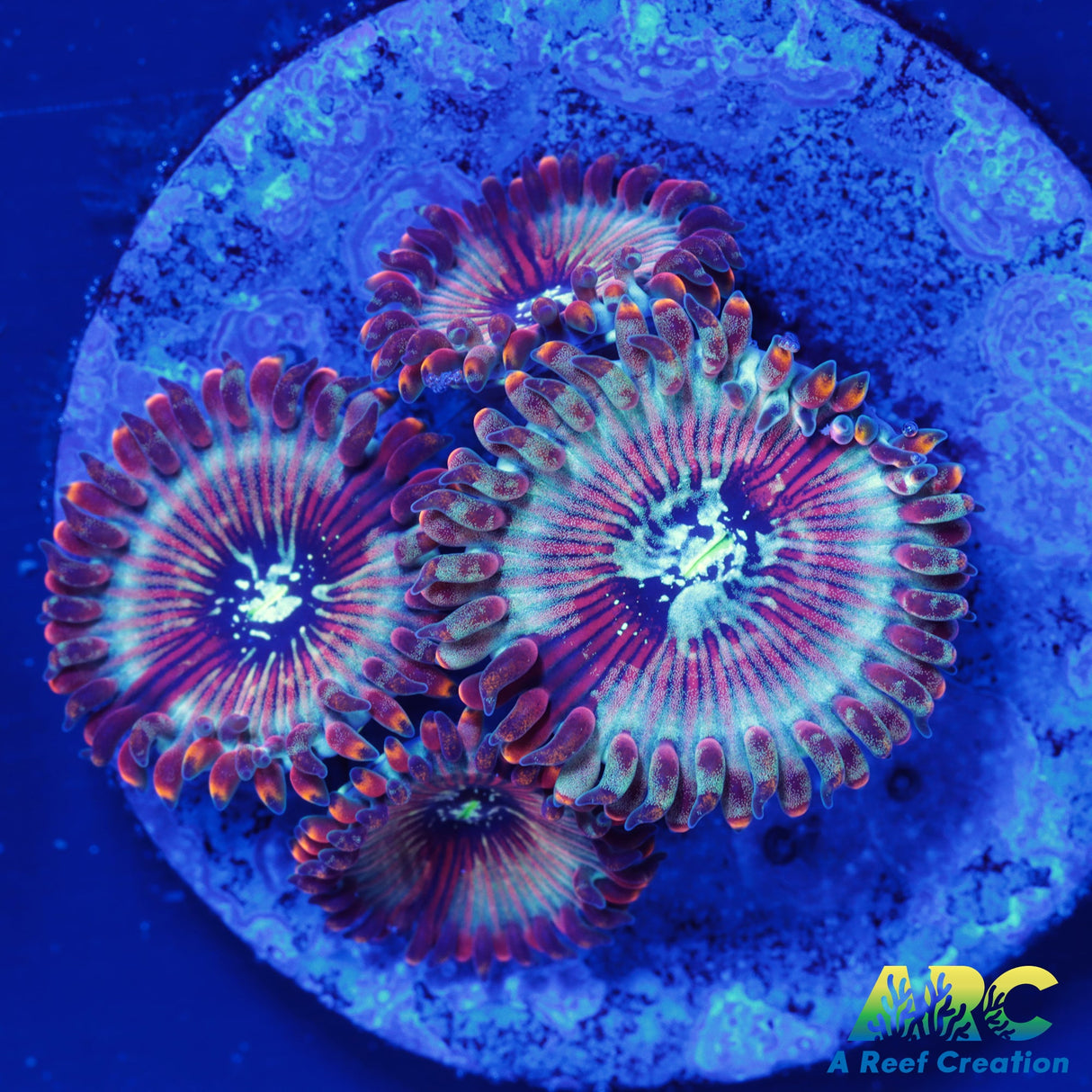 ARC Magical Magician Paly