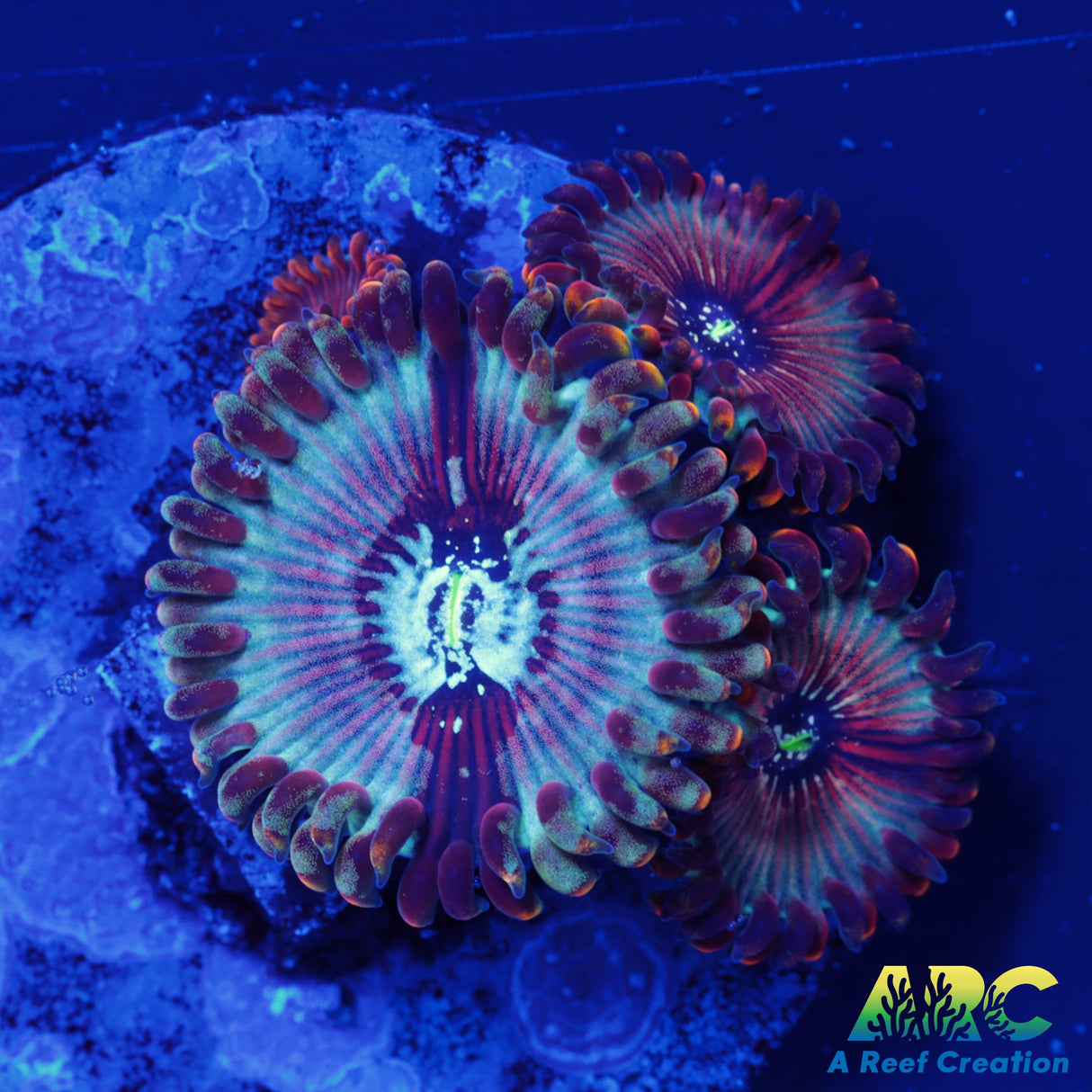 ARC Magical Magician Paly