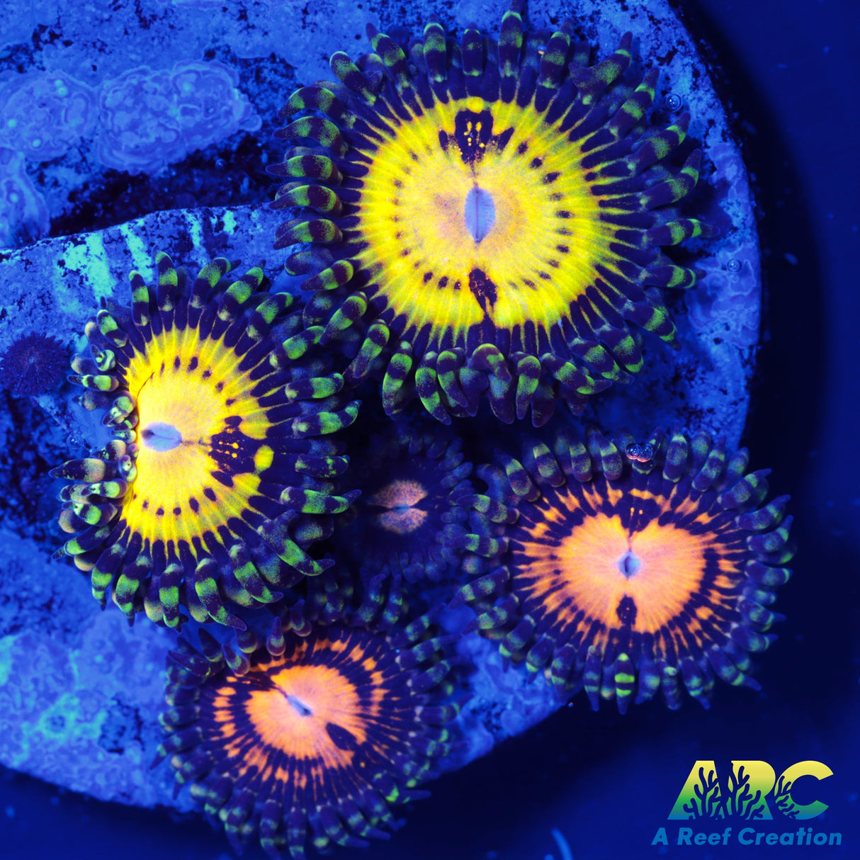Butt Muncherz Zoa