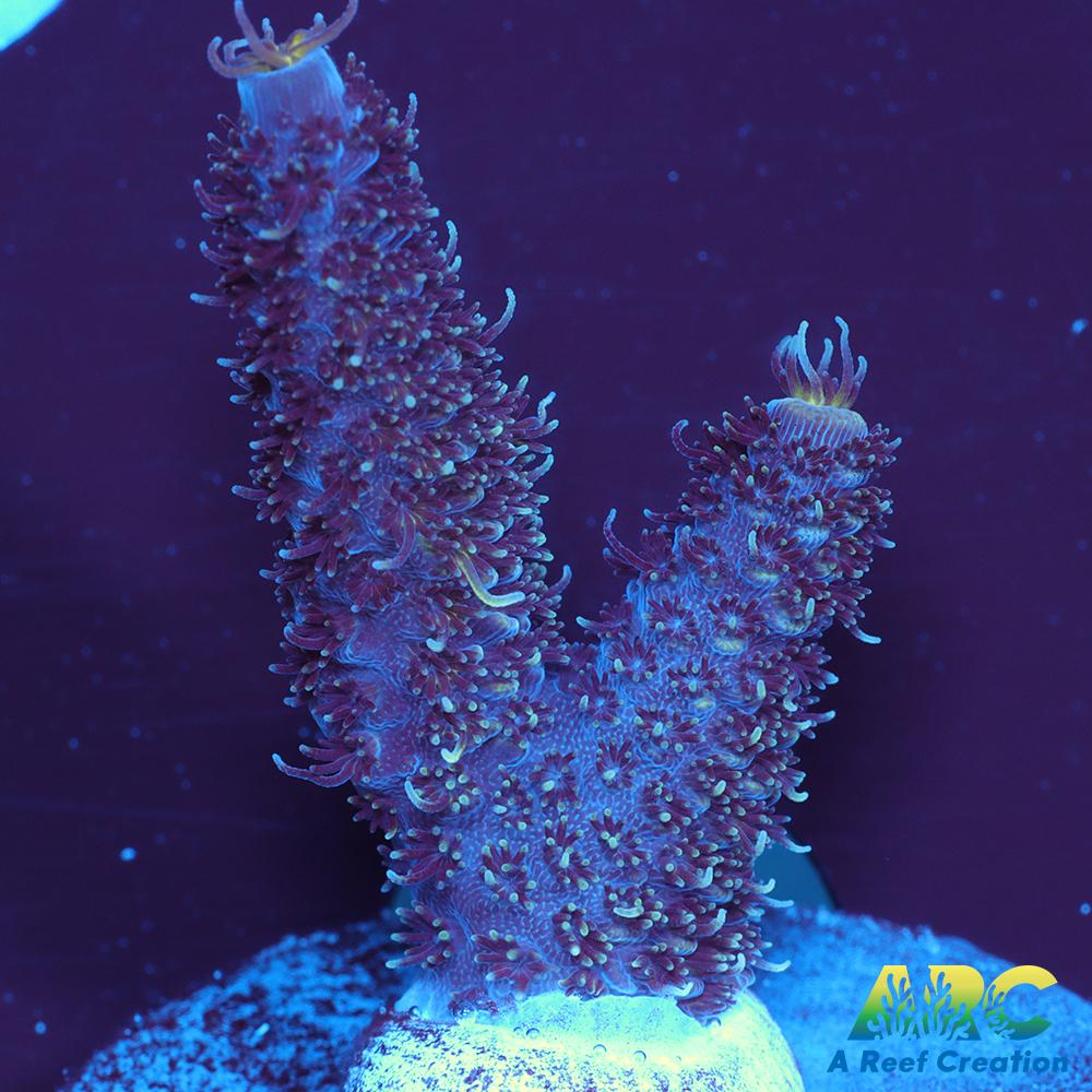 ARC Blue and Pink Milli