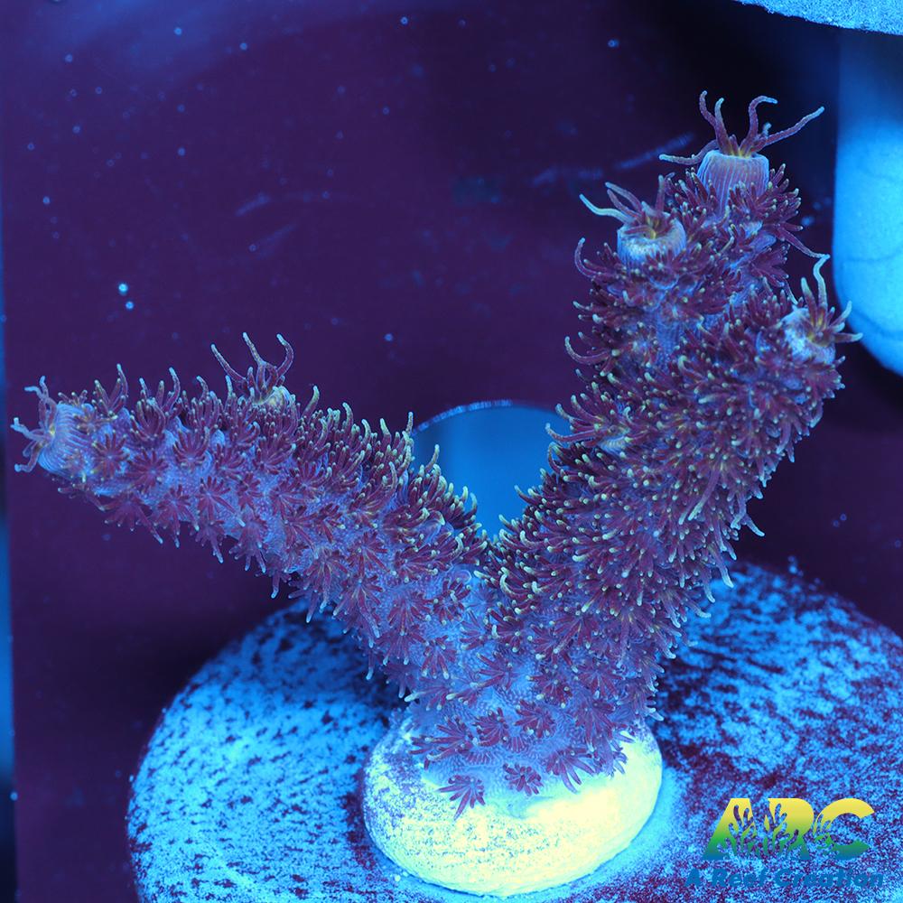 ARC Blue and Pink Milli