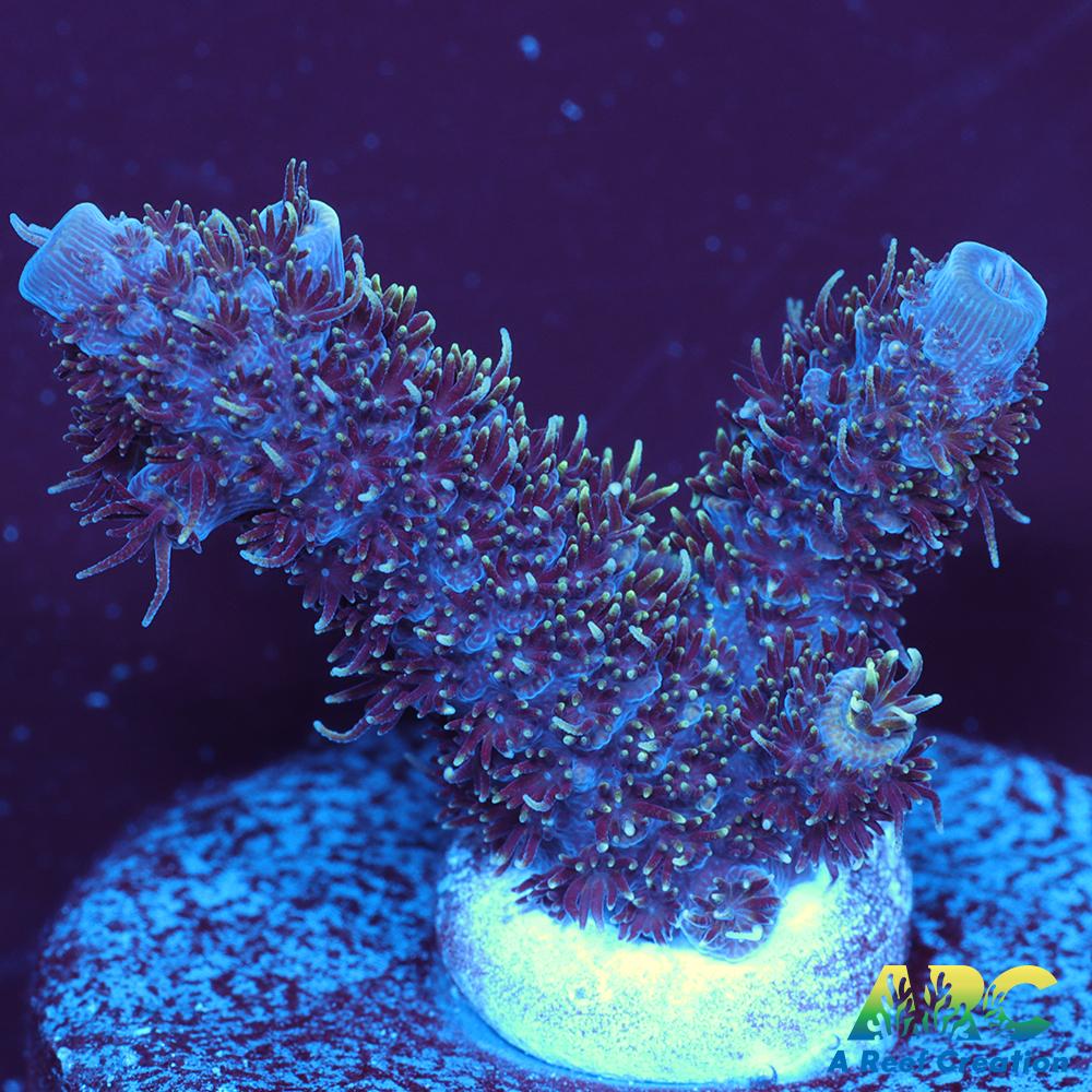 ARC Blue and Pink Milli