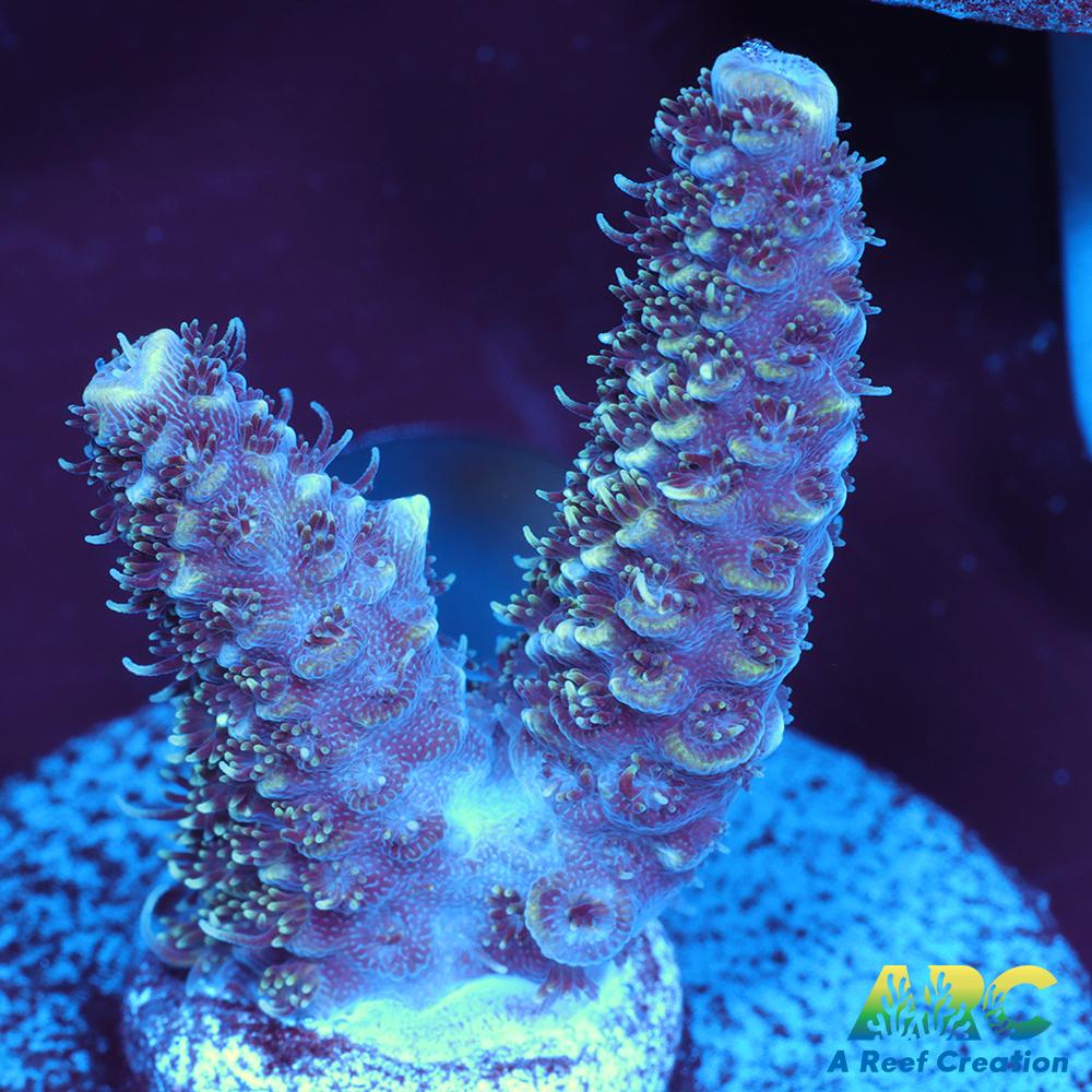 ARC Blue and Pink Milli