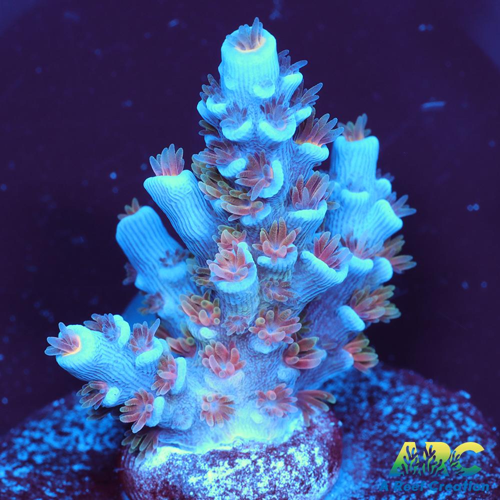 ARC Blue Birds Tenuis