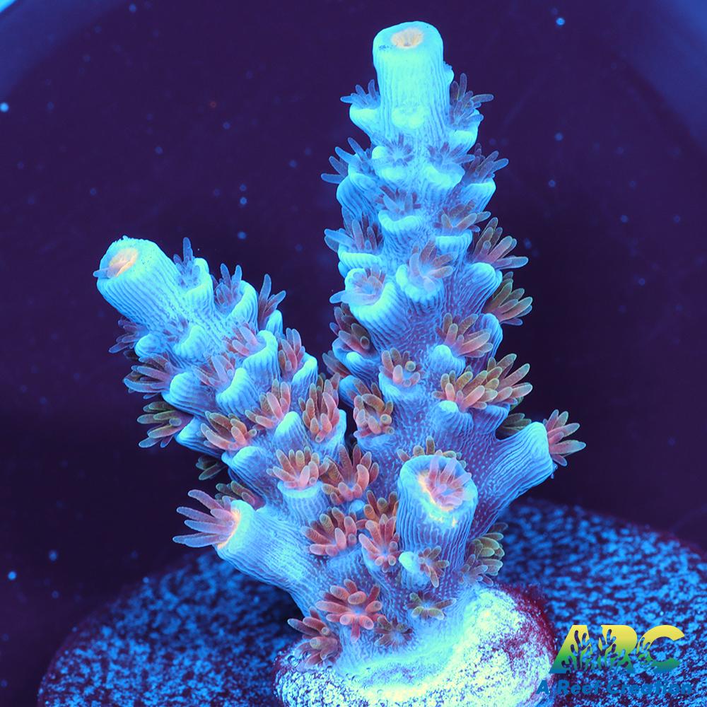 ARC Blue Birds Tenuis