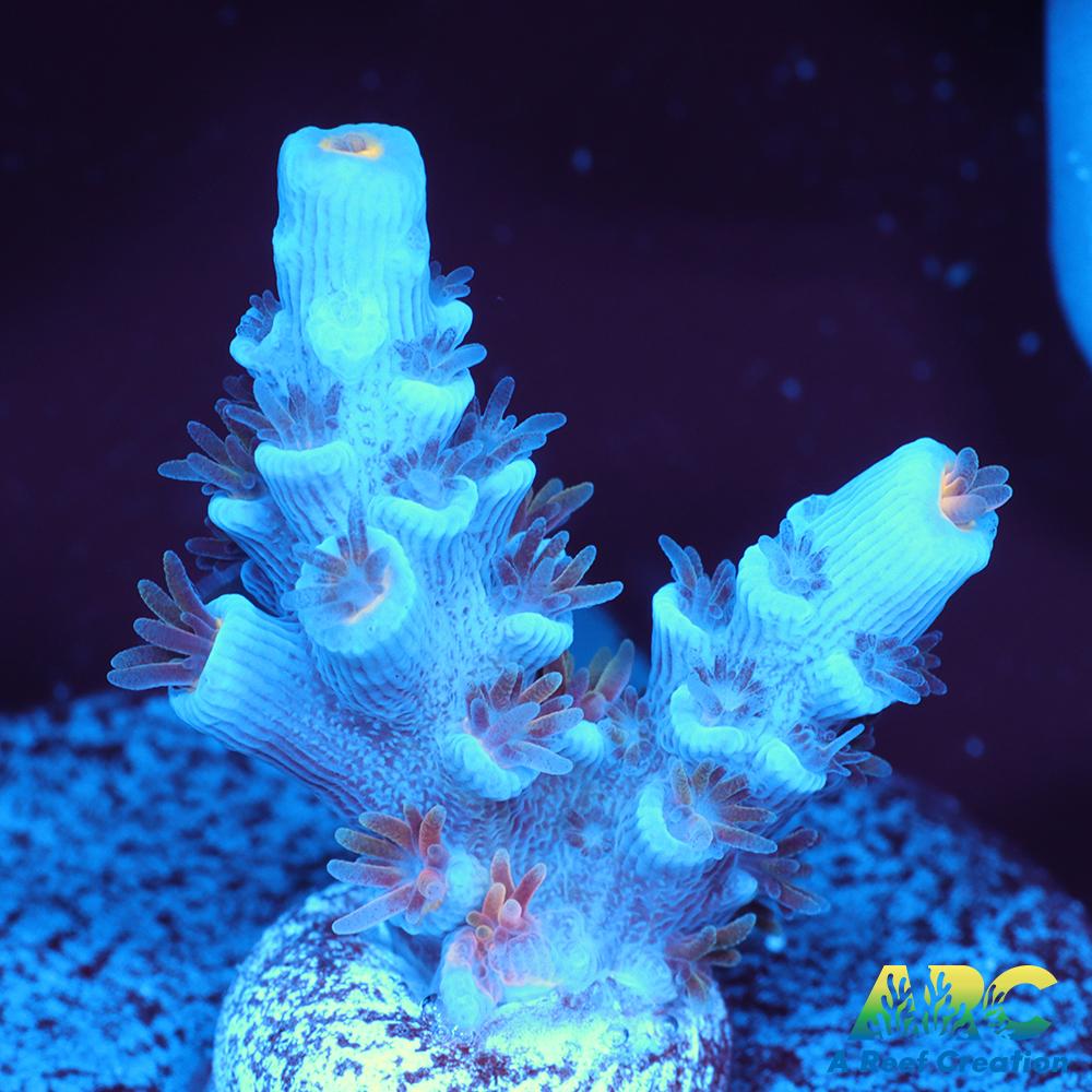 ARC Blue Birds Tenuis