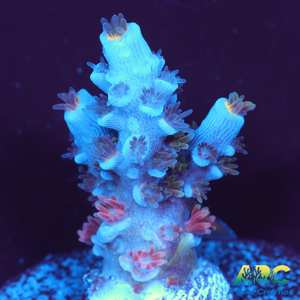 ARC Blue Birds Tenuis