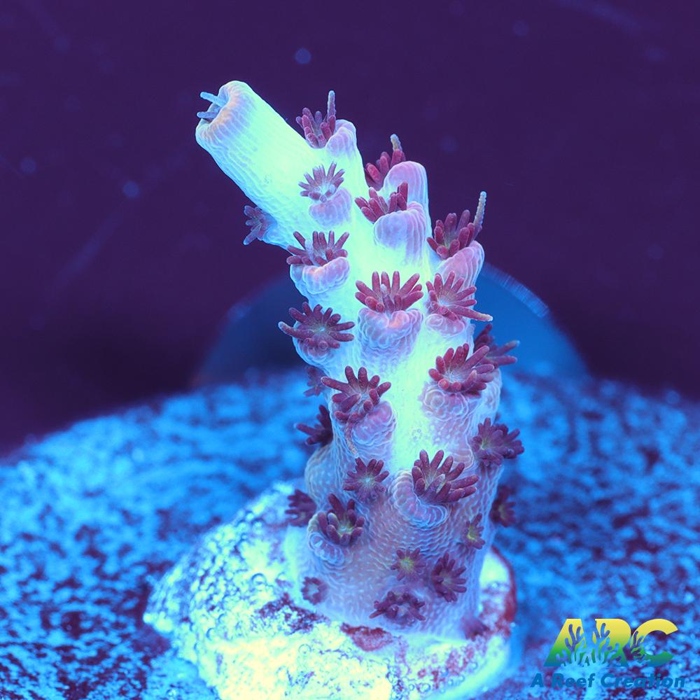 ARC Cotton Candy Acro