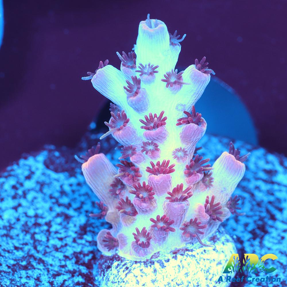 ARC Cotton Candy Acro