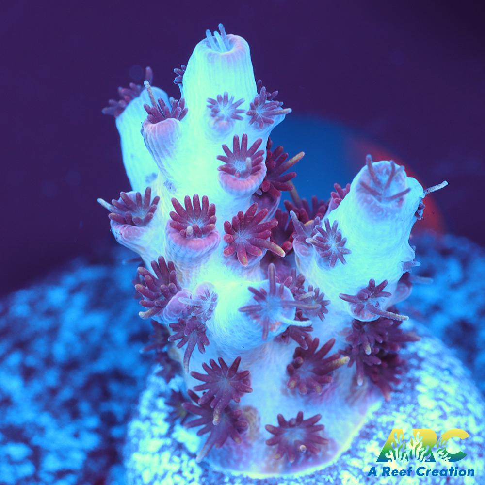 ARC Cotton Candy Acro