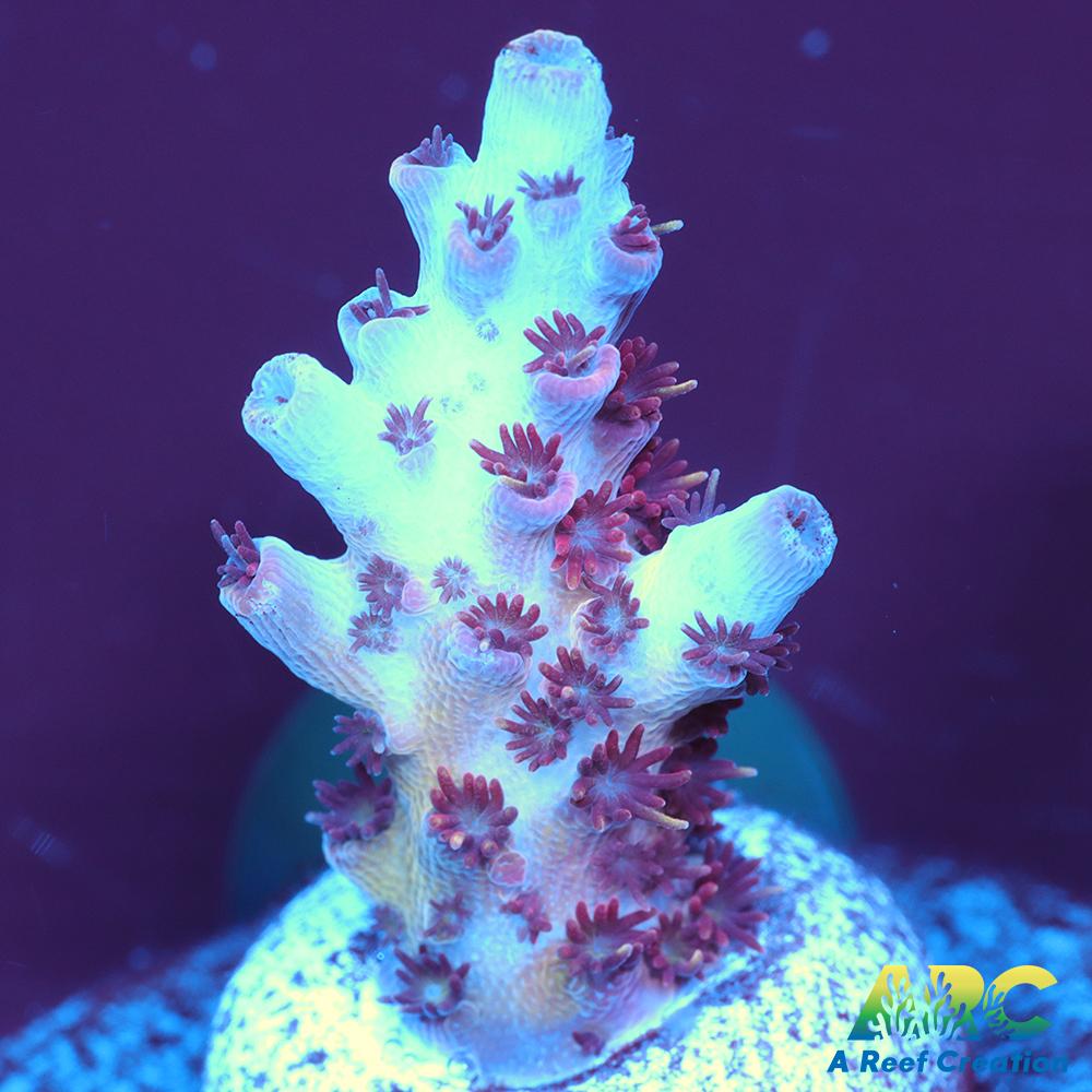 ARC Cotton Candy Acro