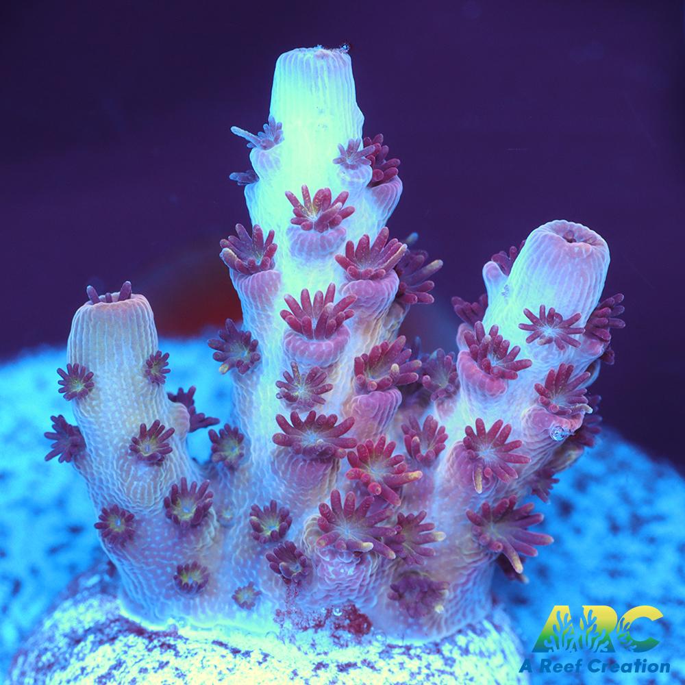 ARC Cotton Candy Acro