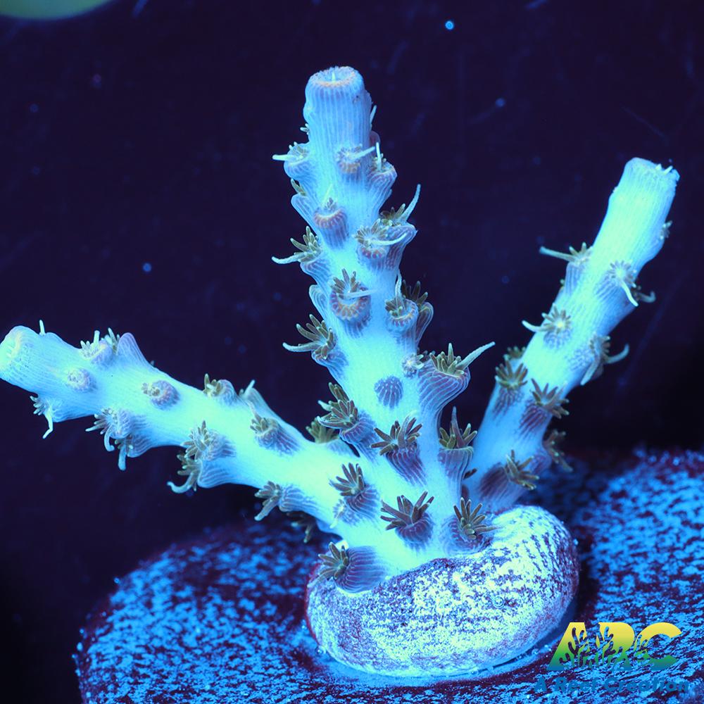 ARC Frozen Goldfinger