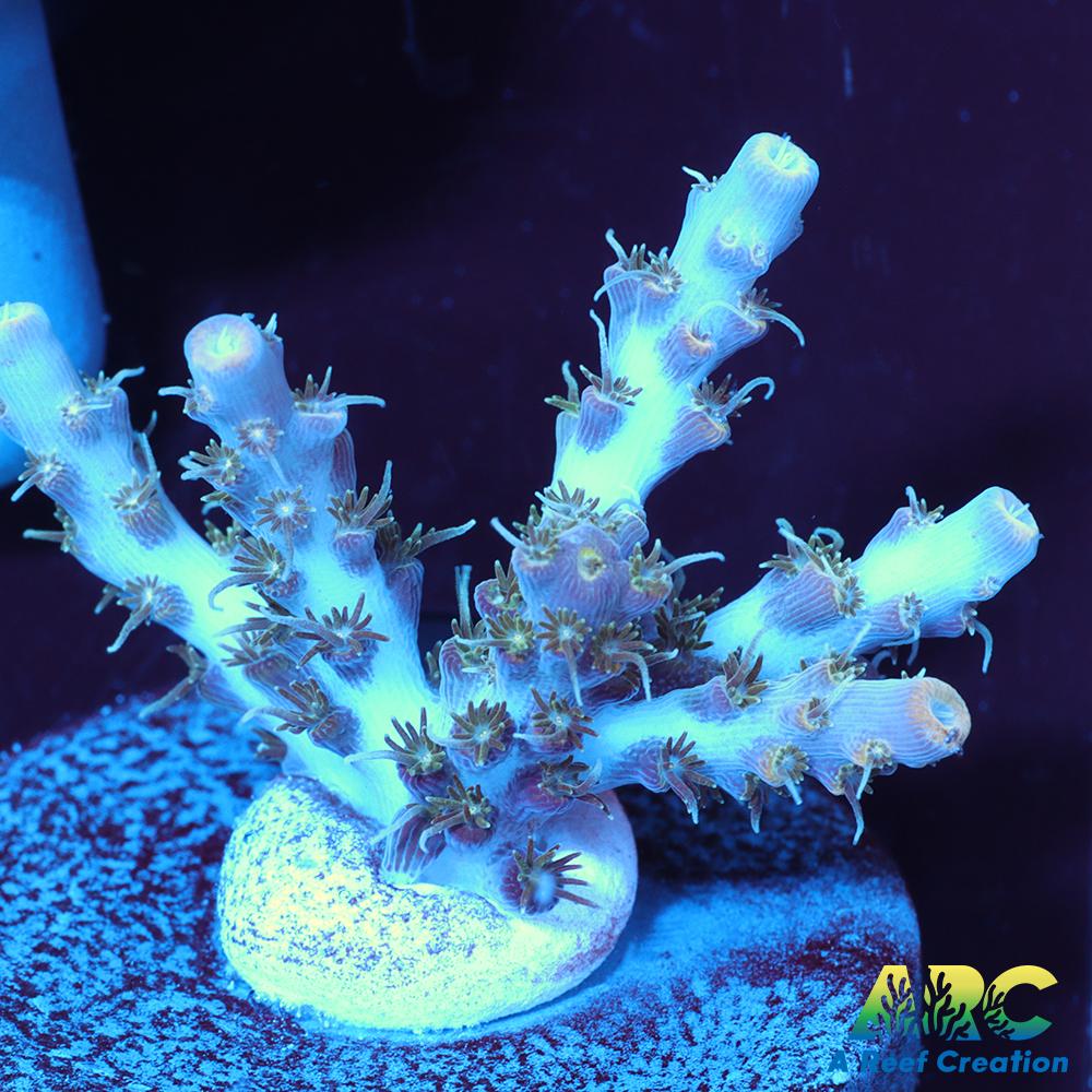 ARC Frozen Goldfinger