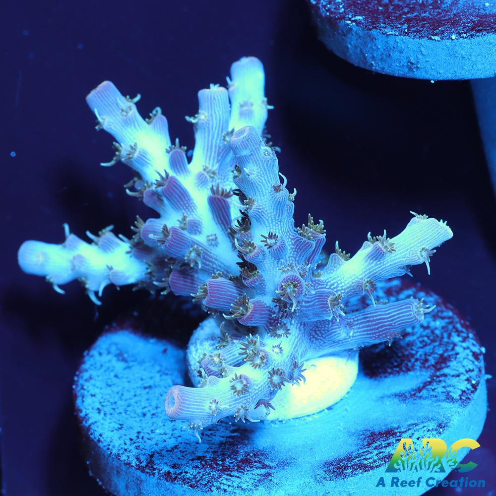 ARC Frozen Goldfinger