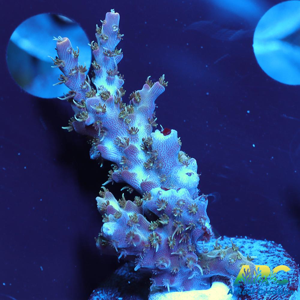 ARC Frozen Goldfinger